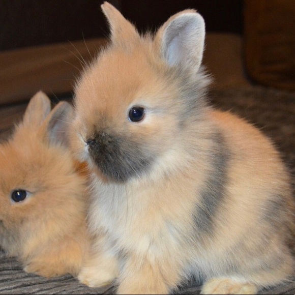 bunhop8